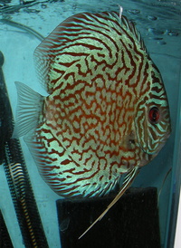 Plymouth Discus, Quality Discus At The Lowest Possible Prices.