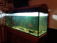 5Ft fish Tank