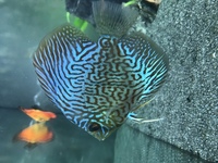5 Stendker Discus for sale