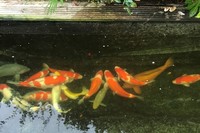 Japanese KOI pond hi-grade 15 fish