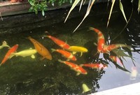 Japanese KOI pond hi-grade 15 fish