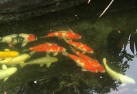 Japanese KOI pond hi-grade 15 fish