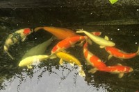 Japanese KOI pond hi-grade 15 fish