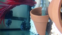 Breeding pair of convict cichlids £30.00 - Portsmouth Area