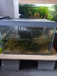 Planted Aquarium with Cherry Shrimp
