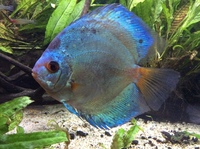 FOR SALE 2 Fully grown 7 inch Adult Blue Diamond DISCUS £60 each near Manchester