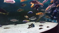 MALAWI FISH FOR SALE