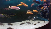 MALAWI FISH FOR SALE
