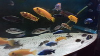 MALAWI FISH FOR SALE