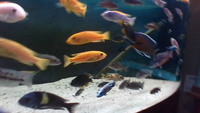 MALAWI FISH FOR SALE