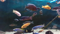 MALAWI FISH FOR SALE