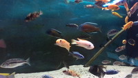 MALAWI FISH FOR SALE