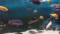 MALAWI FISH FOR SALE