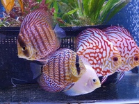 Quality Discus For Sale Southampton