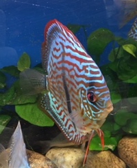 Updated Stock List Living World Tenterden 18/12/18