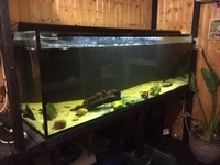 6x2x2 ND Aquatics tank & equipment.
