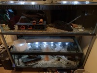 Double fish tank and stand full setup