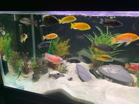 African Cichlids