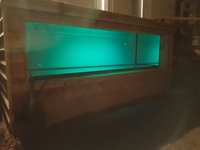 LARGE PREDATOR FISH RE-HOMING -TANK FOR LIFE