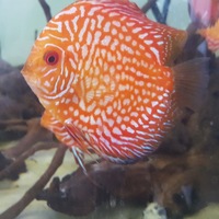 Discus in Leicester