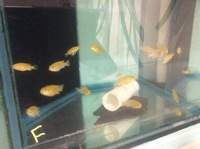 Labidochromis Yellow Labs Juveniles for sale