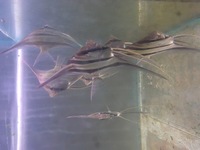 Wild caught Altum Angelfish - Pterophyllum altum