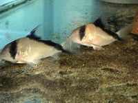 Corydoras davidsandsi F1