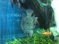 Multiple cichlids available - PLEASE READ