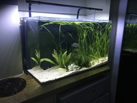 Aqua One Aqua Nano for sale.