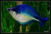 cardinal, rummy nose congo tetras, rainbows, corys, plecos, rams, barbs