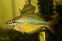 cardinal, rummy nose congo tetras, rainbows, corys, plecos, rams, barbs