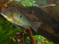 Breeding Group of 6 F1 Geophagus Neambis.