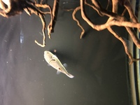 Orange saddled puffer (fugu)