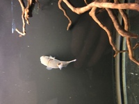 Orange saddled puffer (fugu)