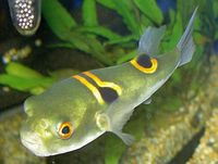 Orange saddled puffer (fugu)