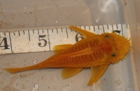 Young Adult Male Lemon Bristlenose Pleco