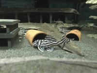 L46 Zebra Pleco Breeding Group