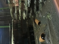 L46 Zebra Pleco Breeding Group