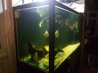 Large 3 foot high tank