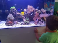 Marine Tank. Clearseal reefspace 900. £350