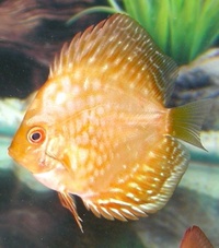 Plymouth Discus, Quality Discus At The Lowest Possible Prices.