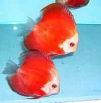 Plymouth Discus, Quality Discus At The Lowest Possible Prices.