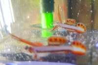 Marine Fish for Sale - Platinum Clown - Tangs - Wrasses - Gobys etc