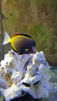 Marine Fish for Sale - Platinum Clown - Tangs - Wrasses - Gobys etc