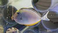 Marine Fish for Sale - Platinum Clown - Tangs - Wrasses - Gobys etc