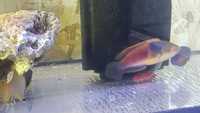 Marine Fish for Sale - Platinum Clown - Tangs - Wrasses - Gobys etc