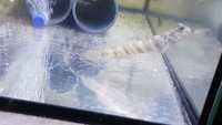 Marine Fish for Sale - Platinum Clown - Tangs - Wrasses - Gobys etc