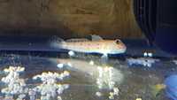 Marine Fish for Sale - Platinum Clown - Tangs - Wrasses - Gobys etc