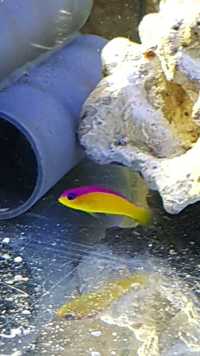 Marine Fish for Sale - Platinum Clown - Tangs - Wrasses - Gobys etc
