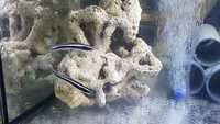 Marine Fish for Sale - Platinum Clown - Tangs - Wrasses - Gobys etc